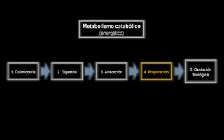 Metabolismo catabólico
                                     (energético)




                                                                         5. Oxidación
1. Quimiotaxis   2. Digestón         3. Absorción       4. Preparación
                                                                           biológica
 