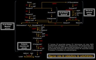 Glucosa                                                                            6-P-Gluconolactona
                                                  ATP                                   G6PDH
                                  HC                                                                                                    LACT
                                                  ADP
                                   Glucosa-6-P                                                                            Gluconato-6-P
                                                                                                                      GLUC6PDH
                                  GPI                                                                                                  NADP+                      Ruta de las
                                                                           Gluconato-6-P                Vía de Entner-                       NADPH+H+              pentosas
                                  Fructosa-6-P                                                            Doudoroff                          CO2                    fosfato
                                                  ATP
                                  PFC                                                                                        Ribulosa-5-P
                                                ADP                       6-fosfogluconato                                  RPE        RPI
                                 Fructosa-1,6-diP
                                  ALD
                                                                                                                Xilulosa-5-P                Ribosa-5-P
                                                                                             TA
Vía de Embden-    Dihidroxiacetona-P             Gliceraldehído-3-P*
   Meyerhof                                                        2NAD+
                                                                                                           TC
   (glucólisis)                                  GADPH             2Pi
                                                                   2NADH+H+
                                                 1,3-Difosfoglicerato*
                                                                    2ADP
                                                                         PGC
                                                                    2ATP
                                                   3-Fosfoglicerato*
                                                              PGM

                         Oxidación                2-Fosfoglicerato*            HC: hexocinasa. GPI glucosa-fosfato isomerasa. PFC: fosfo-fructocinasa. ALD: aldosa. GADPH:
                       anaeróbica del                                          gliceraldehído-fosfato deshidrogenasa. PGC: fosfato-glicerocinasa. PGM: fosfo-gliceromutasa. ENOL:
                                                             ENOL              enolasa. PC: piruvatocinasa. G6PDH: glucosa-6-fosfato deshidrogenasa. LACT: lactonasa. GLUC6PDH:
                          piruvato                                H2O          gluconato-6-fosfato deshidrogenasa. RPE: ribulosa-fosfato epimerasa. RPI: ribulosa-fosfato isomerasa.
                                                 Fosfoenolpiruvato*            TA: transaldosa. TC: transcetolasa. LDH: lactato deshidrogenasa

                                NADH+H+ NAD+                  PC
                                     LDH
                     Lactato*                         Piruvato*                Algunas rutas de catabolismo de carbohidratos
 