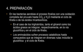 4. PREPARACIÓN
• En las bacterias aerobias el proceso finaliza con una oxidación
  completa del piruvato hasta CO2 y H2O mediante el ciclo de
  Krebs o de los ácidos tricarboxílicos.
   • En el caso de los triglicéridos, tanto el glicerol como los
     ácidos grasos se integran, respectivamente, en la vía
     glucolítica y en el ciclo de Krebs.
   • Los aminoácidos sufren procesos catabólicos hasta
     compuestos que se integran en diversas rutas incluída la
     glucolítica y el ciclo de Krebs.
 