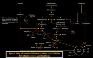 Proteínas                                                  Carbohidratos y                                                 Trigliceridos
                                                                                             derivados de alcohol


                                                                                                 Monosacáridos


                                  Aminoácidos             Nucleótidos                              Glucólisis
                                                           de purina
LDH: lactato deshidrogenasa. PFL:
piruvato formato liasa. ADH: aldehído
                                                Glicina                   Gliceraldehído-3-P                       Dihiroxiacetona-P
deshidrogenasa. FC: fosfocetolasa.
FAT: fosfo-acetiltransferasa. AC:                                                                                   Etner-Doudoroff
acetatocinasa.                                                                                                                                            Glicerol      Ácidos grasos
                                                                              3-Fosfoglicerato                      Pentosas fosfato


                                                                                 Piruvato                  Xilulosa-5-P         Ribosa-5-P
                                                                        LDH
                                                NADH+H+                                                               FC                        Ácido
                                                                                                 PFL                                           nucleico
                                                                          Formato                               Acetil-P        Acetato
                                                     NAD+                                                                  AC
                                                              Lactato                                      FAT
                                                                                       CoA
                                                                                                            Acetil CoA
                                                                                             NADH+H+
                                                                      NAD+ NADH+H+                                                                                       NAD+
                                                                                                                ADH
                                                                                                  NAD+                                                                         NADH+H+
                                                             Etanol                      Acetaldehído              CoA
                                                                              ALDH                                                                                              H2O
                                                                                                                                                             Ciclo de
                                                                                                                                                              Krebs             CO2
                                                                                                                                             FAD
               Algunas integraciones metabólicas de proteínas, carbohidratos,
                                                                                                                                          FADH2
                           derivados alcohólicos y ácidos grasos.
 