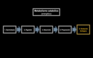 Metabolismo catabólico
                                     (energético)




                                                                         5. Oxidación
1. Quimiotaxis   2. Digestón         3. Absorción       4. Preparación
                                                                           biológica
 