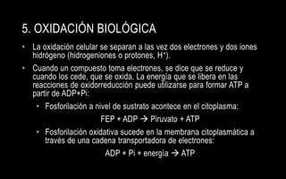 5. OXIDACIÓN BIOLÓGICA
• La oxidación celular se separan a las vez dos electrones y dos iones
  hidrógeno (hidrogeniones o protones, H +).
• Cuando un compuesto toma electrones, se dice que se reduce y
  cuando los cede, que se oxida. La energía que se libera en las
  reacciones de oxidorreducción puede utilizarse para formar ATP a
  partir de ADP+Pi:
   • Fosforilación a nivel de sustrato acontece en el citoplasma:
                       FEP + ADP  Piruvato + ATP
   • Fosforilación oxidativa sucede en la membrana citoplasmática a
      través de una cadena transportadora de electrones:
                        ADP + Pi + energía  ATP
 