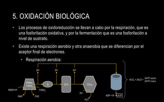 5. OXIDACIÓN BIOLÓGICA
   • Los procesos de oxidoreducción se llevan a cabo por la respiración, que es
     una fosforilación oxidativa, y por la fermentación que es una fosforilación a
     nivel de sustrato.
   • Existe una respiración aerobio y otra anaerobia que se diferencian por el
     aceptor final de electrones.
            • Respiración aerobia:

                         2H+               2H+           2H+


                                                                                                                3ATP (NADH)
                                                                                                4CO2 + 2H2O +
                                                                                                                2ATP (FADH)
                 FMNH2
                                       Q         Cit b                Cit a3
                 FADH2
NADH+H+                        FADH2
                                                               2H+
          NAD+           FAD                                                   ADP + Pi  ATP
                                                                     H2O
 