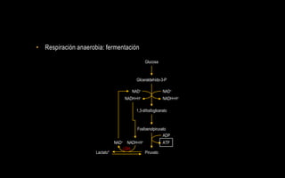 • Respiración anaerobia: fermentación

                                               Glucosa



                                         Gliceraldehído-3-P

                                       NAD+               NAD+
                                    NADH+H+               NADH+H+

                                         1,3-difosfoglicerato



                                         Fosfoenolpiruvato
                                                        ADP
                                NAD+ NADH+H+              ATP
                                    LDH
                     Lactato*                  Piruvato
 