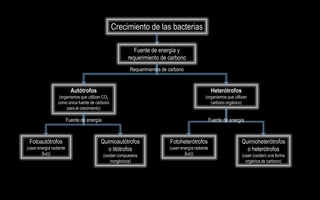 Crecimiento de las bacterias

                                                            Fuente de energía y
                                                         requerimiento de carbono
                                                           Requerimientos de carbono



                           Autótrofos                                                                  Heterótrofos
                 (organismos que utilizan CO2                                                    (organismos que utilizan
                 como única fuente de carbono                                                       carbono orgánico)
                     para el crecimiento)

                         Fuente de energía                                                            Fuente de energía



 Fotoautótrofos                          Quimioautótrofos                    Fotoheterótrofos                         Quimioheterótrofos
(usan energía radiante                      o litótrofos                     (usan energía radiante                     o heterótrofos
        (luz))                               (oxidan compuestos                      (luz))                           (usan (oxidan) una forma
                                                 inorgánicos)                                                           orgánica de carbono)
 