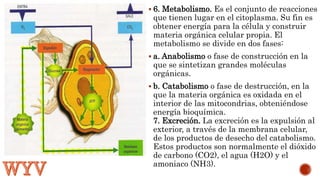  6. Metabolismo. Es el conjunto de reacciones 
que tienen lugar en el citoplasma. Su fin es 
obtener energía para la célula y construir 
materia orgánica celular propia. El 
metabolismo se divide en dos fases: 
 a. Anabolismo o fase de construcción en la 
que se sintetizan grandes moléculas 
orgánicas. 
 b. Catabolismo o fase de destrucción, en la 
que la materia orgánica es oxidada en el 
interior de las mitocondrias, obteniéndose 
energía bioquímica. 
7. Excreción. La excreción es la expulsión al 
exterior, a través de la membrana celular, 
de los productos de desecho del catabolismo. 
Estos productos son normalmente el dióxido 
de carbono (CO2), el agua (H2O) y el 
amoniaco (NH3). 
 