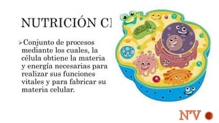 Conjunto de procesos 
mediante los cuales, la 
célula obtiene la materia 
y energía necesarias para 
realizar sus funciones 
vitales y para fabricar su 
materia celular. 
 