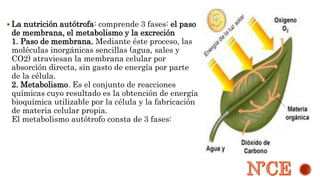  La nutrición autótrofa: comprende 3 fases: el paso 
de membrana, el metabolismo y la excreción 
1. Paso de membrana. Mediante éste proceso, las 
moléculas inorgánicas sencillas (agua, sales y 
CO2) atraviesan la membrana celular por 
absorción directa, sin gasto de energía por parte 
de la célula. 
2. Metabolismo. Es el conjunto de reacciones 
químicas cuyo resultado es la obtención de energía 
bioquímica utilizable por la célula y la fabricación 
de materia celular propia. 
El metabolismo autótrofo consta de 3 fases: 
 