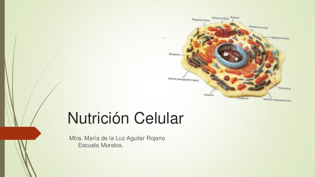 Nutrición celular