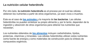 La nutrición celular heterótrofa
Por otro lado, la nutrición heterótrofa es el proceso por el cual las células
obtienen los nutrientes a partir de otros organismos, ya sean vivos o muertos.
Este es el caso de los animales y la mayoría de las bacterias. Las células
heterótrofas no pueden sintetizar su propio alimento y, por lo tanto, dependen de la
ingestión y absorción de otros organismos para obtener los nutrientes que
necesitan.
Los nutrientes obtenidos de los alimentos incluyen carbohidratos, lípidos,
proteínas, vitaminas y minerales. Las células heterótrofas utilizan estos nutrientes
como fuente de energía y como materiales de construcción para la síntesis de
compuestos orgánicos.
 
