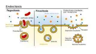 Nutrición celular como se alimenta la célula