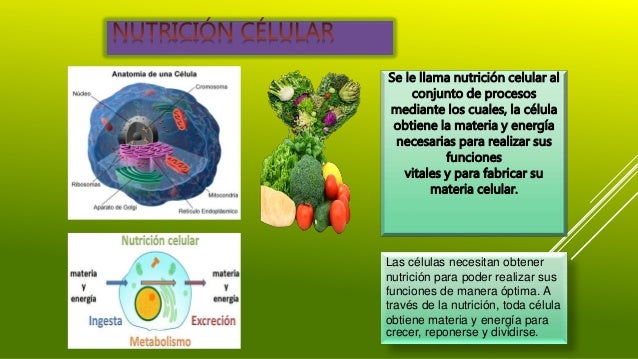 NUTRICIÓN CELULAR