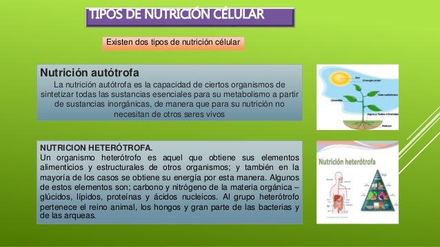 NUTRICIÓN CELULAR