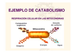 EJEMPLO DE CATABOLISMO
RESPIRACIÓN CELULAR EN LAS MITOCÓNDRIAS
 