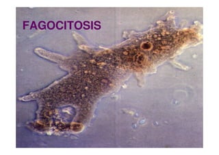 FAGOCITOSIS
 