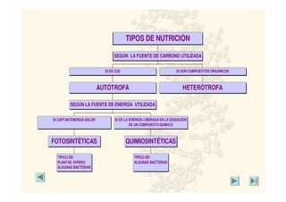 TÍPICO DE:
PLANTAS VERDES
ALGUNAS BACTERIAS
FOTOSINTÉTICAS
SI CAPTAN ENERGÍA SOLAR
TÍPICO DE:
ALGUNAS BACTERIAS
QUIMIOSINTÉTICAS
SI ES LA ENERGÍA LIBERADA EN LA OXIDACIÓN
DE UN COMPUESTO QUÍMICO
SEGÚN LA FUENTE DE ENERGÍA UTILIZADA
AUTÓTROFA
SI ES CO2
HETERÓTROFA
SI SON COMPUESTOS ORGÁNICOS
SEGÚN LA FUENTE DE CARBONO UTILIZADA
TIPOS DE NUTRICIÓN
 