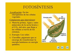 FOTOSÍNTESIS
Localización: En los
cloroplastos de las células
vegetales
Compuestos que intervienen:
o Materia prima; Agua y sales
minerales de la savia bruta y
el CO2, del aire, que llega a
las células a través de los
estomas.
o Energía: Luz solar.
o Clorofila: pigmento que se
encarga de transformar la
energía luminosa en energía
química.
 