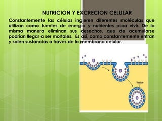 NUTRICION Y EXCRECION CELULAR
Constantemente las células ingieren diferentes moléculas que
utilizan como fuentes de energía y nutrientes para vivir. De la
misma manera eliminan sus desechos, que de acumularse
podrían llegar a ser mortales. Es así, como constantemente entran
y salen sustancias a través de la membrana celular.
 