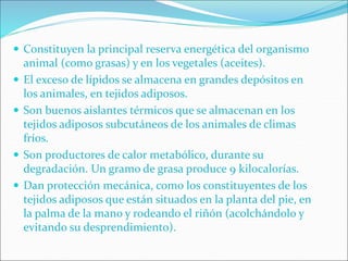  Constituyen la principal reserva energética del organismo
animal (como grasas) y en los vegetales (aceites).
 El exceso de lípidos se almacena en grandes depósitos en
los animales, en tejidos adiposos.
 Son buenos aislantes térmicos que se almacenan en los
tejidos adiposos subcutáneos de los animales de climas
fríos.
 Son productores de calor metabólico, durante su
degradación. Un gramo de grasa produce 9 kilocalorías.
 Dan protección mecánica, como los constituyentes de los
tejidos adiposos que están situados en la planta del pie, en
la palma de la mano y rodeando el riñón (acolchándolo y
evitando su desprendimiento).
 