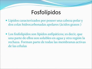 Fosfolípidos
 Lípidos caracterizados por poseer una cabeza polar y
dos colas hidrocarbonadas apolares (ácidos grasos )
 Los fosfolípidos son lípidos anfipáticos; es decir, que
una parte de ellos son solubles en agua y otra región la
rechaza. Forman parte de todas las membranas activas
de las células
 