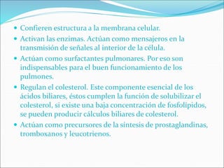  Confieren estructura a la membrana celular.
 Activan las enzimas. Actúan como mensajeros en la
transmisión de señales al interior de la célula.
 Actúan como surfactantes pulmonares. Por eso son
indispensables para el buen funcionamiento de los
pulmones.
 Regulan el colesterol. Este componente esencial de los
ácidos biliares, éstos cumplen la función de solubilizar el
colesterol, si existe una baja concentración de fosfolípidos,
se pueden producir cálculos biliares de colesterol.
 Actúan como precursores de la síntesis de prostaglandinas,
tromboxanos y leucotrienos.
 