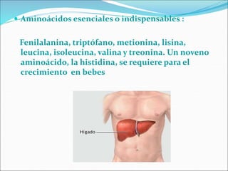  Aminoácidos esenciales o indispensables :
Fenilalanina, triptófano, metionina, lisina,
leucina, isoleucina, valina y treonina. Un noveno
aminoácido, la histidina, se requiere para el
crecimiento en bebes
 