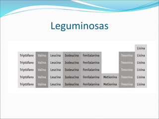Leguminosas
 