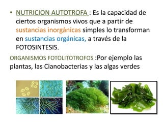 • NUTRICION AUTOTROFA : Es la capacidad de 
ciertos organismos vivos que a partir de 
sustancias inorgánicas simples lo transforman 
en sustancias orgánicas, a través de la 
FOTOSINTESIS. 
ORGANISMOS FOTOLITOTROFOS :Por ejemplo las 
plantas, las Cianobacterias y las algas verdes 
 