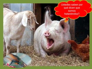 Ustedes saben por 
qué dicen que 
somos 
heterótrofos? 
 
