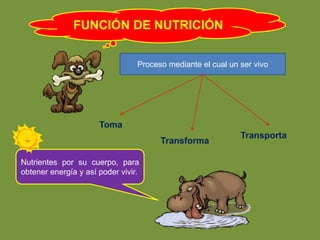 FUNCIÓN DE NUTRICIÓN 
Proceso mediante el cual un ser vivo 
Toma 
Transforma 
Transporta 
Nutrientes por su cuerpo, para 
obtener energía y así poder vivir. 
 