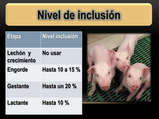 Nivel de inclusión
Etapa Nivel inclusión
Lechón y
crecimiento
No usar
Engorde Hasta 10 a 15 %
Gestante Hasta un 20 %
Lactante Hasta 10 %
 
