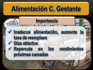 Alimentación C. Gestante
Importancia
 Inadecua alimentación, aumenta la
tasa de reemplazo
 Días abiertos
 Repercute en los rendimientos
próximas camadas
 