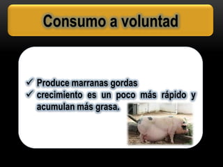 Consumo restringido
 animales con más carne y con mayor
rendimiento por canal.
 