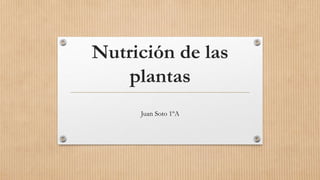 Nutrición de las
plantas
Juan Soto 1ºA
 