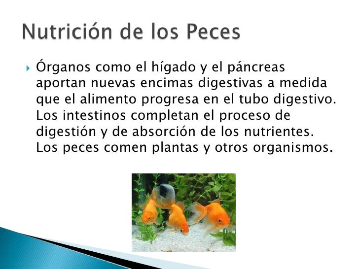 Nutricion de los Peces