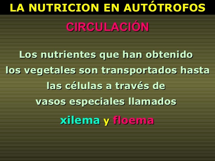 Los nutrientes que han obtenido  los vegetales son transportados hasta las células a través de  vasos especiales llamados ...