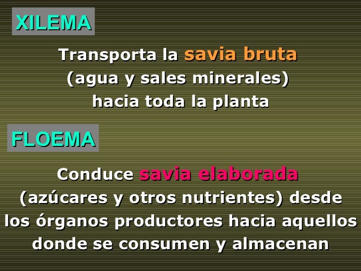 XILEMA Transporta la  savia bruta   (agua y sales minerales)  hacia toda la planta FLOEMA Conduce   savia elaborada   (azú...