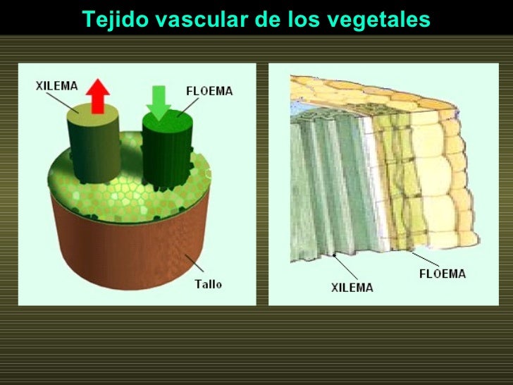 Tejido vascular de los vegetales 