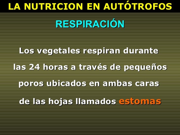 LA NUTRICION EN AUTÓTROFOS RESPIRACIÓN Los vegetales respiran durante  las 24 horas a través de pequeños poros ubicados en...