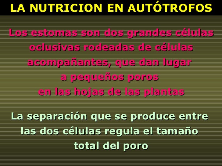 LA NUTRICION EN AUTÓTROFOS Los estomas son dos grandes células oclusivas rodeadas de células acompañantes, que dan lugar  ...