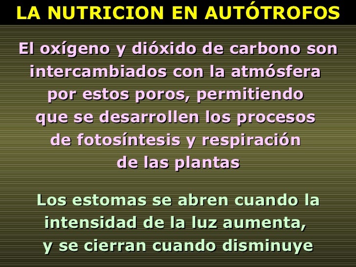 LA NUTRICION EN AUTÓTROFOS El oxígeno y dióxido de carbono son intercambiados con la atmósfera  por estos poros, permitien...