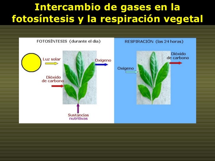 Intercambio de gases en la fotosíntesis y la respiración vegetal 