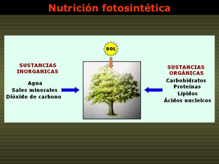 Nutrición fotosintética 