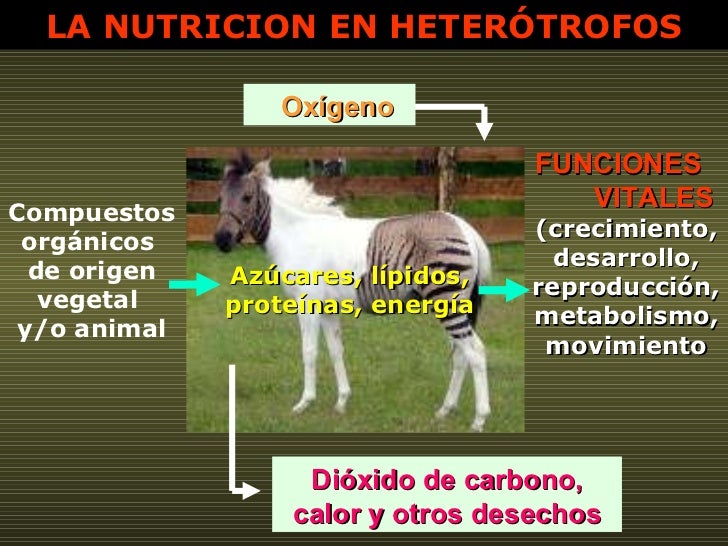 Azúcares, lípidos, proteínas, energía LA NUTRICION EN HETERÓTROFOS Oxígeno Dióxido de carbono, calor y otros desechos Comp...