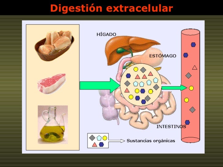 Digestión extracelular 