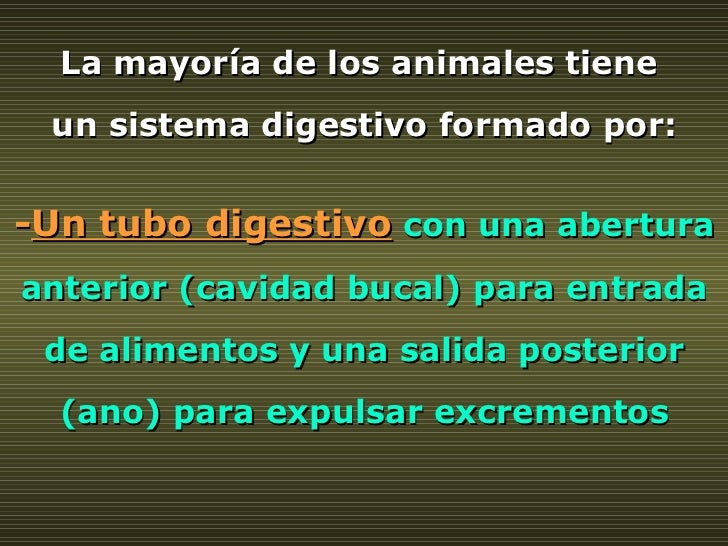 La mayoría de los animales tiene  un sistema digestivo formado por: - Un tubo digestivo   con una abertura anterior (cavid...