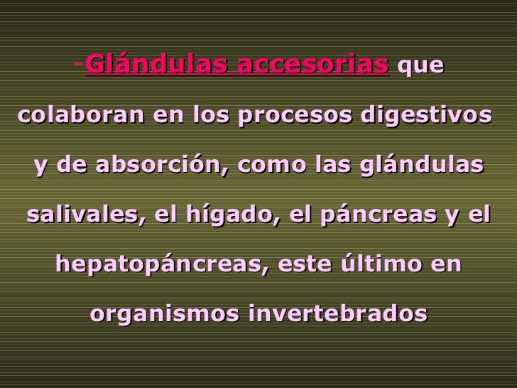 <ul><li>Glándulas accesorias   que colaboran en los procesos digestivos  </li></ul><ul><li>y de absorción, como las glándu...