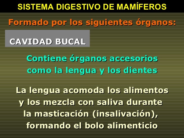 SISTEMA DIGESTIVO DE MAMÍFEROS Formado por los siguientes órganos: CAVIDAD BUCAL Contiene órganos accesorios  como la leng...