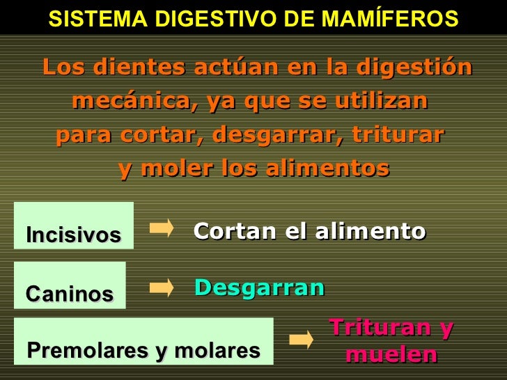 SISTEMA DIGESTIVO DE MAMÍFEROS Los dientes actúan en la digestión mecánica, ya que se utilizan  para cortar, desgarrar, tr...