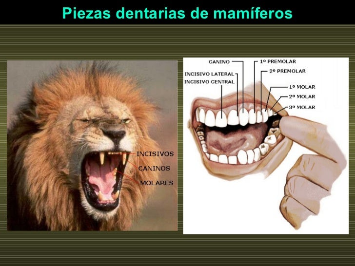 Piezas dentarias de mamíferos 